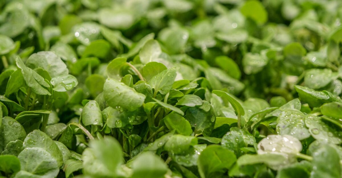 a close up of some leaves
