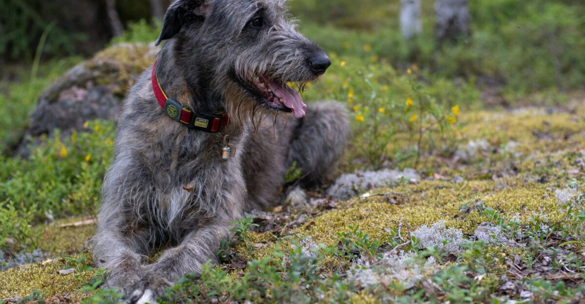 a dog sitting on the ground