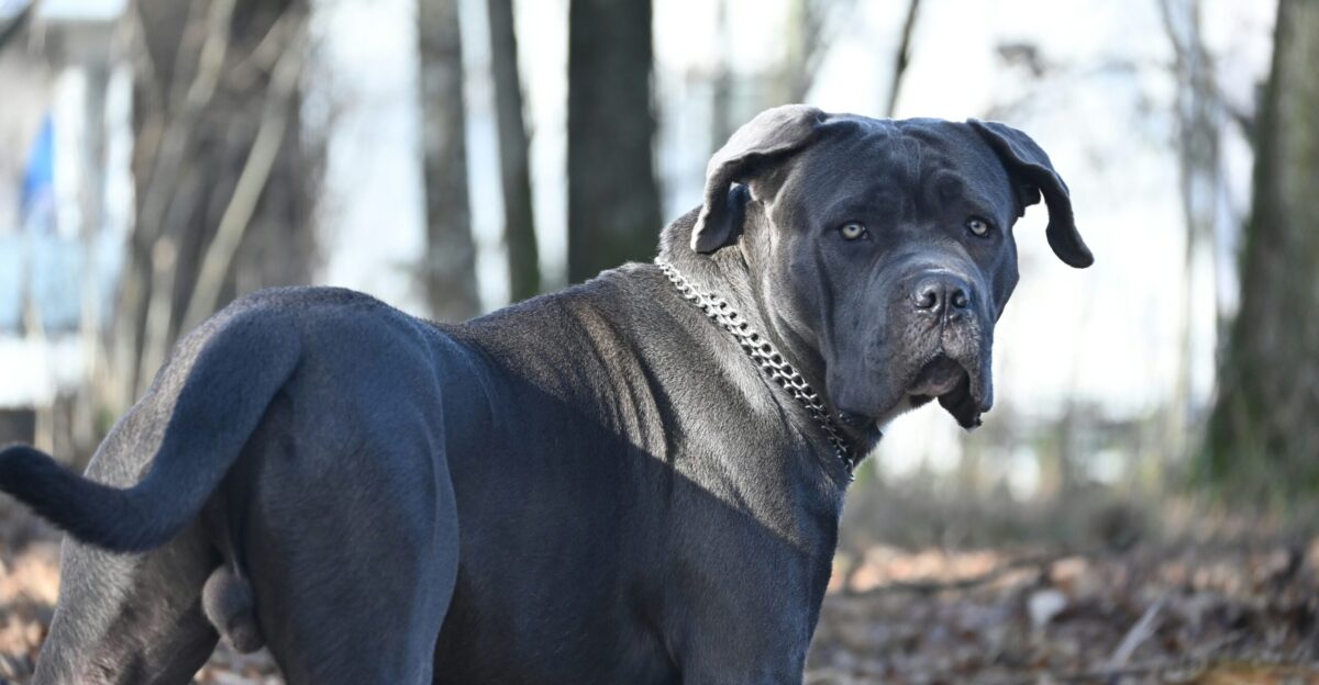 a large black dog standing on top of a leaf covered ground