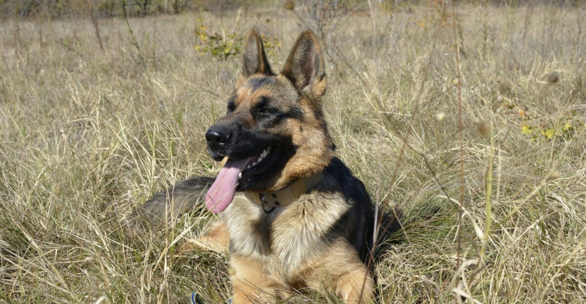 a german shepherd laying in a field of tall grass