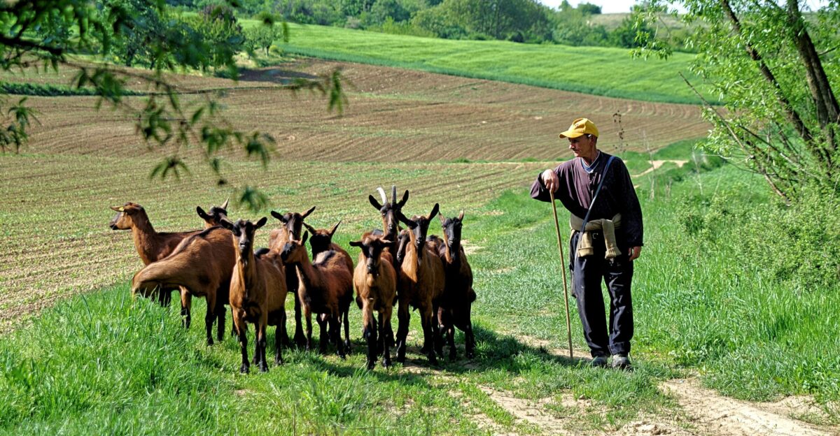a man standing next to a herd of horses on a lush green field