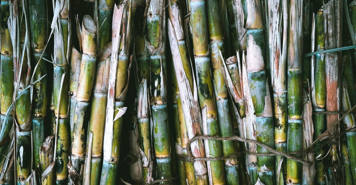 a close up of a bunch of bamboo sticks