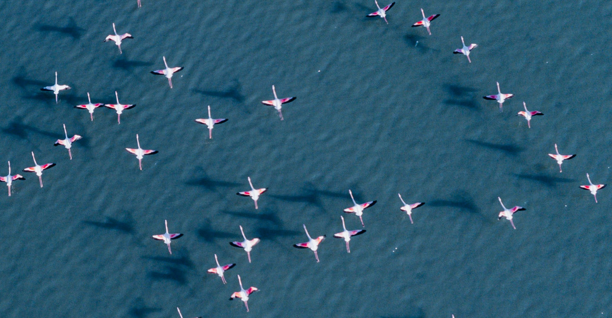 a group of airplanes flying in formation in the water