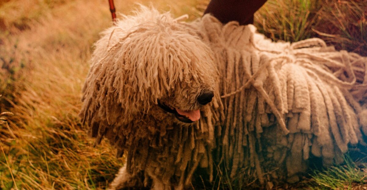 a shaggy dog is being walked by a person