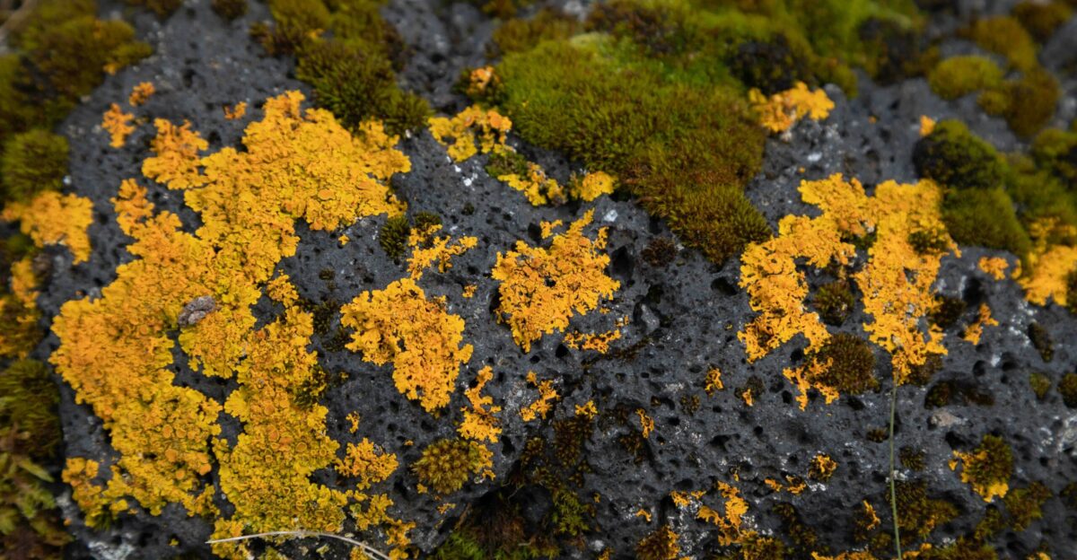 a close up of a moss covered in yellow and black lichen