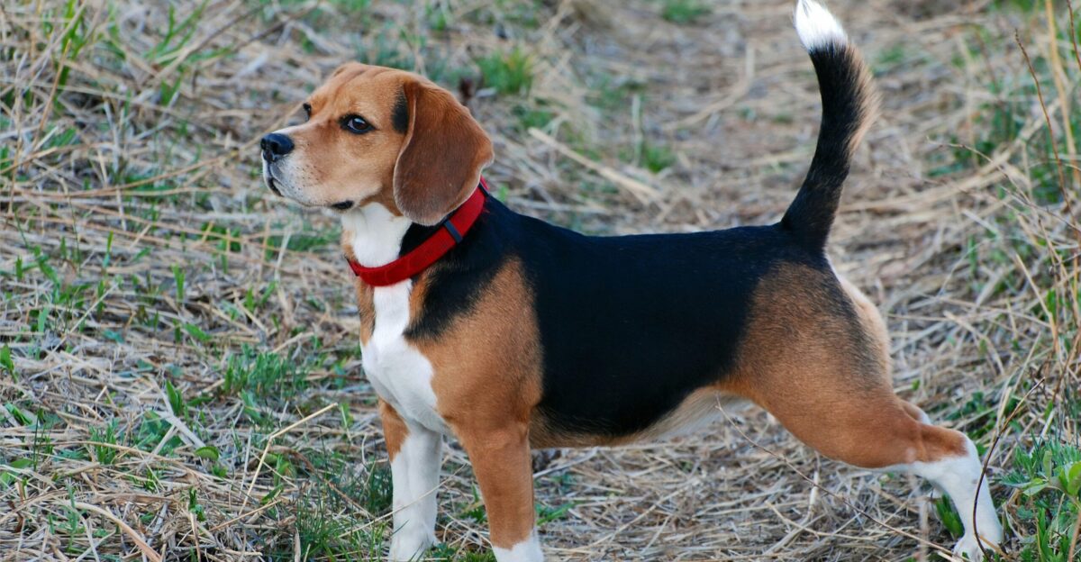 a beagle dog standing in a field of grass