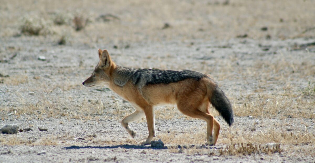 a lone wolf walking across a dry grass field
