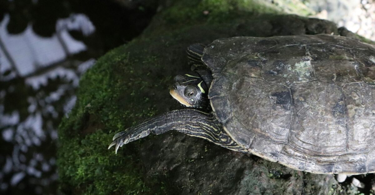a turtle sitting on top of a moss covered rock