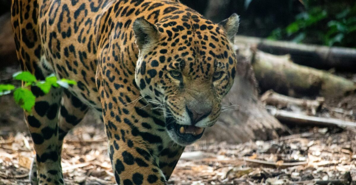 a large leopard walking across a forest covered in leaves