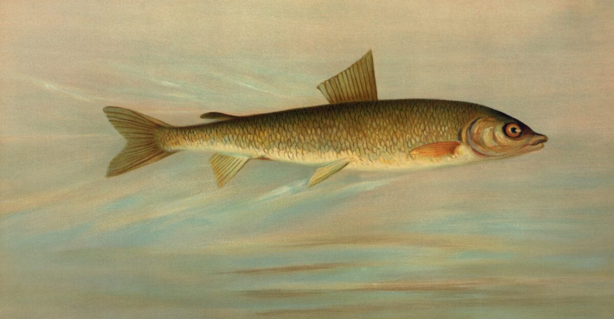 native american Salmon