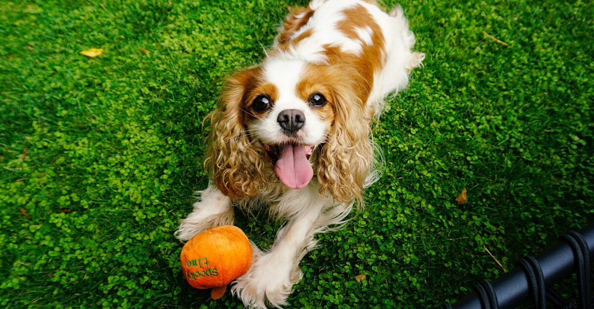 A brown and white dog laying on top of a lush green field