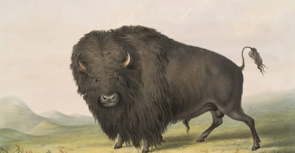 native american White Buffalo Calf Woman