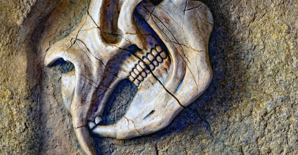 A skeleton of a bird on a rock