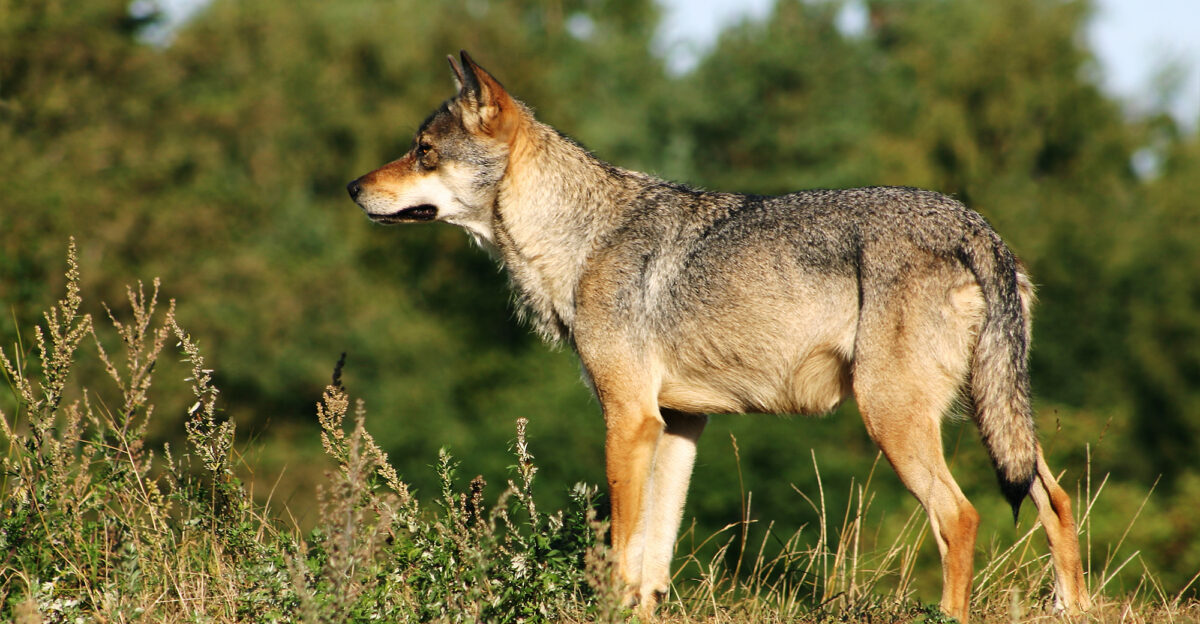 Scandinavian grey wulf Canis lupus at Skandinavisk Dyrepark Djursland Denmark