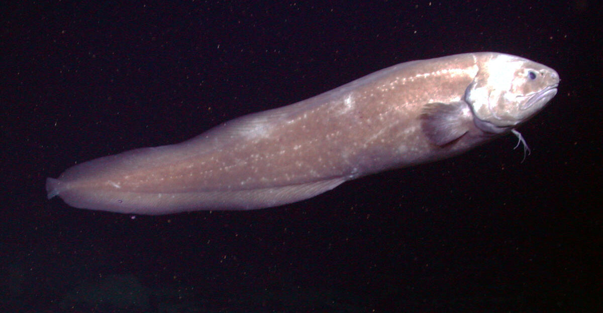 Giant cusk eel Spectrunculus grandis on the Davidson Seamount at 3288 meters