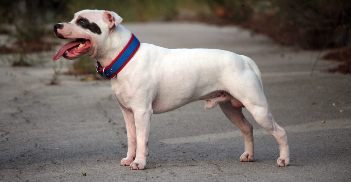 Profile shot of a white Staffordshire Bull Terrier