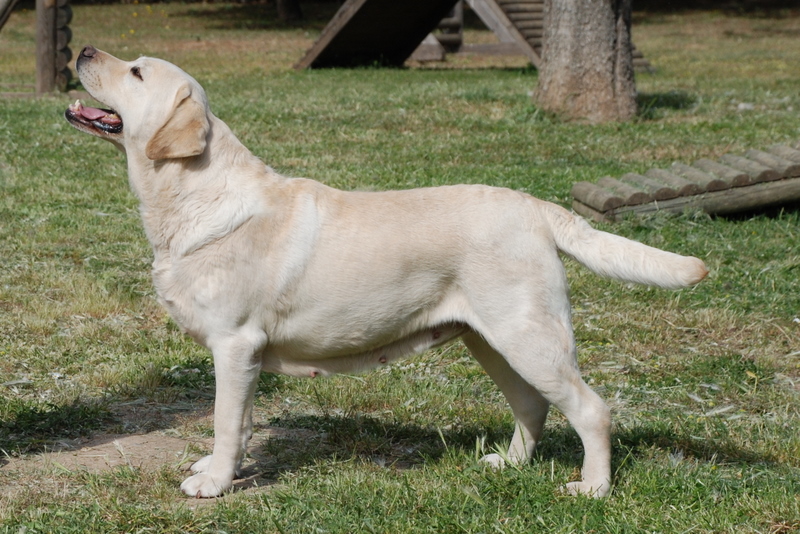 Yellow Labrador Retriever