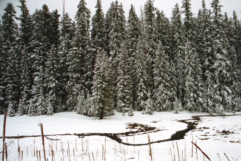 A stream runs through a snow-covered meadow before a forest of snowy trees in Apache-Sitgreaves National Forest south of Alpine Arizona United States