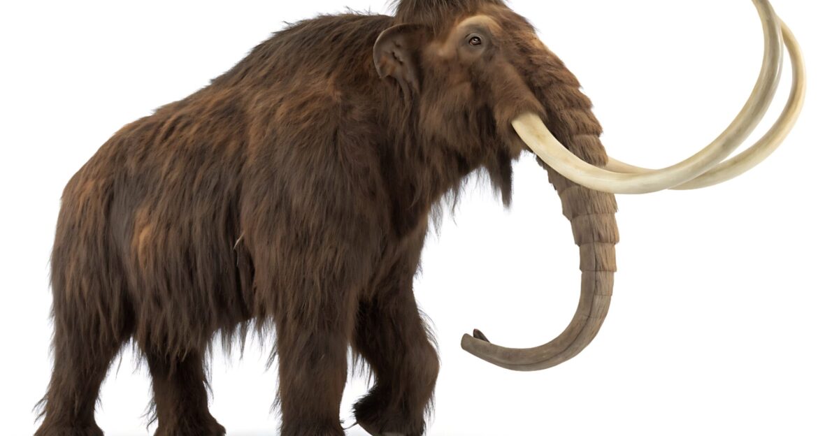 Woolly Mammoth Ice Age Illustration Detailed Prehistoric Wildlife Art by Roch SD