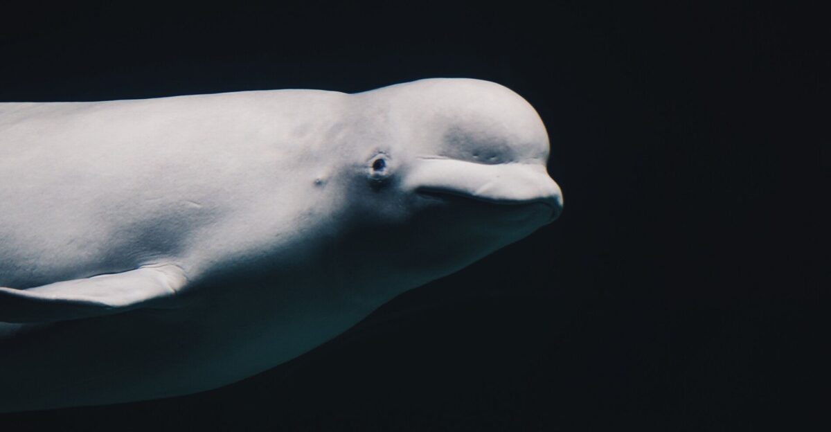 Cook Inlet Beluga Whales Alaska Wildlife Alliance by Jodi Aldred