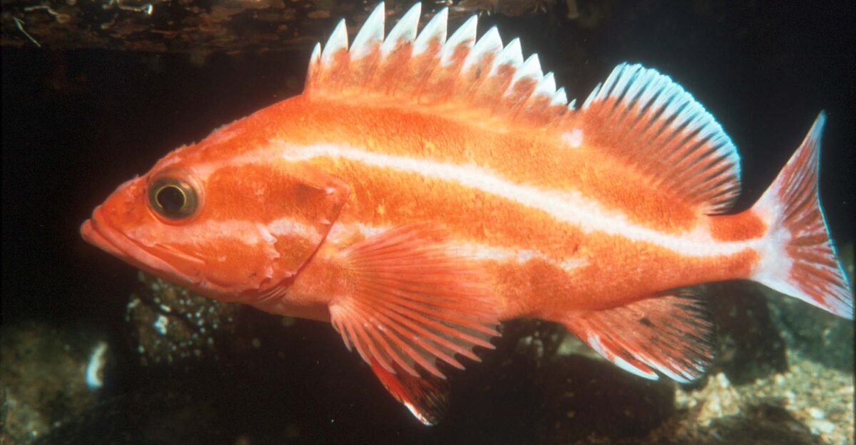 by Katherine Hatheway