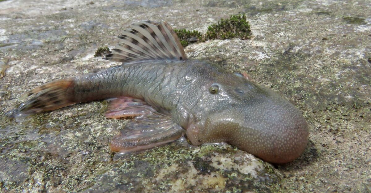 by Gabrialle Fleming