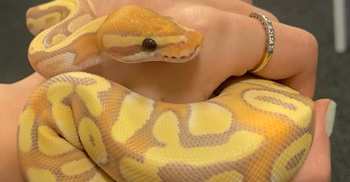 Banana Ball Python by BRM