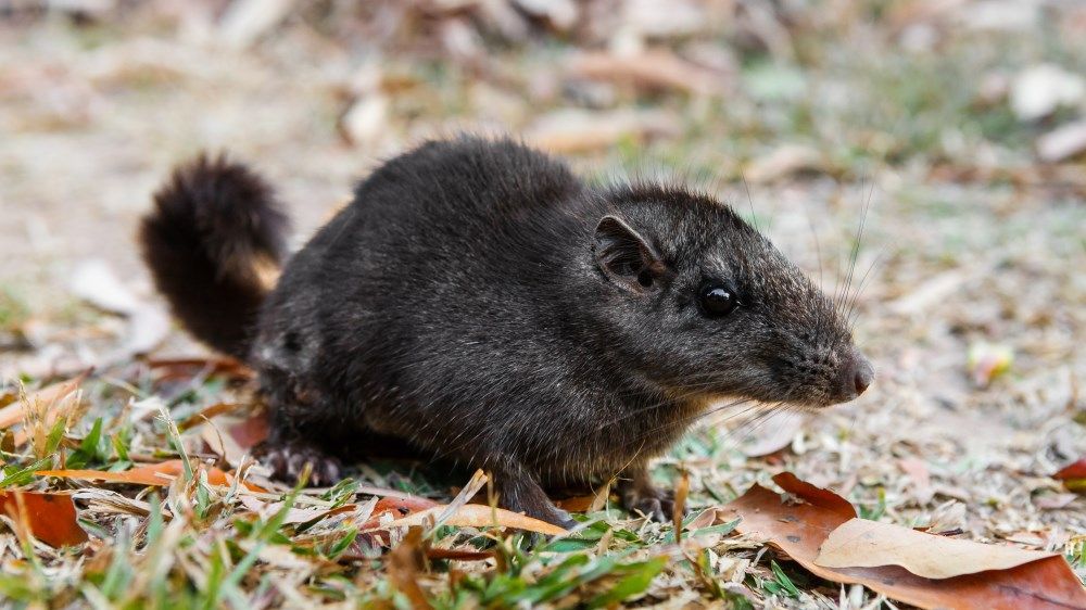 Laonastes aenigmamus the Laotian rock rat was believed extinct for 11 million years till it was found living in Laos by Rafflesia Bloom