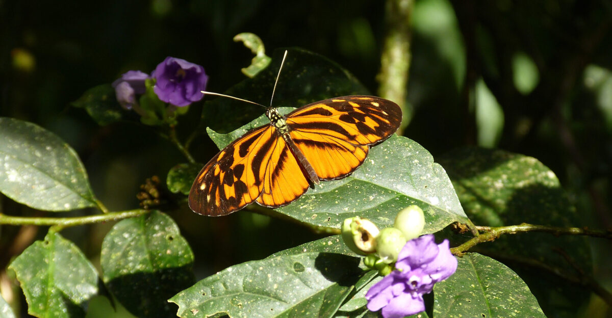 Amazon butterflies show how new species can evolve from hybridization