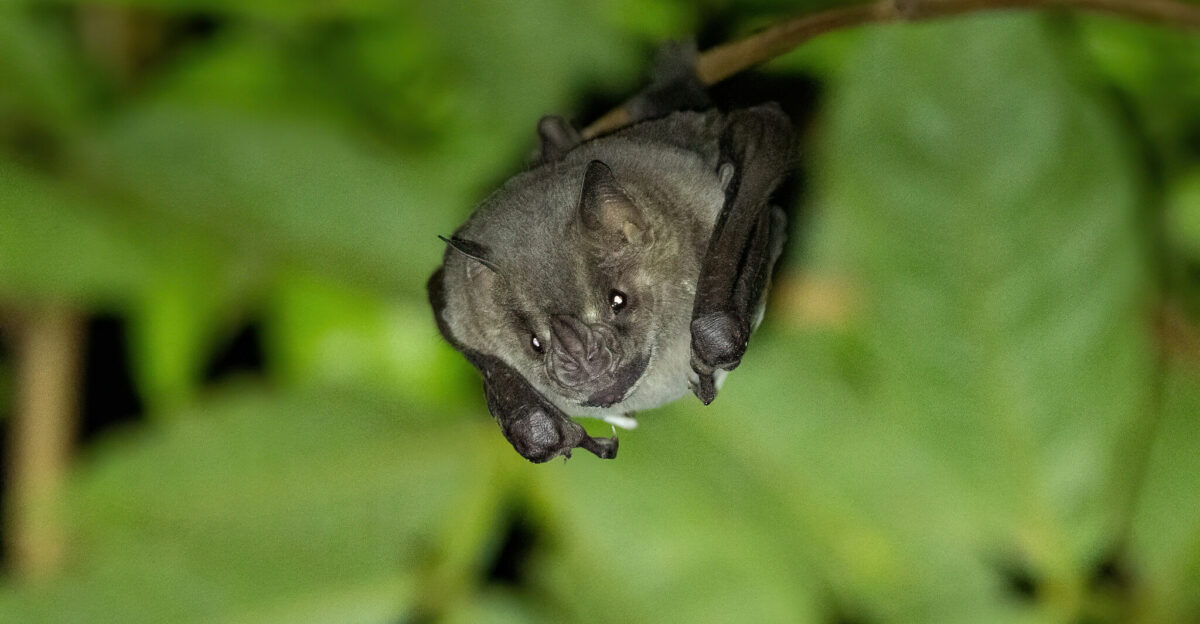 Flat-faced Fruit-eating Bat Artibeus planirostris in Peru