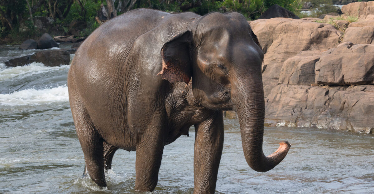 Three-quarter view of an Asian elephant Elephas maximus female walking in Tad Lo river at golden hour Bolaven Plateau Salavan Province Laos