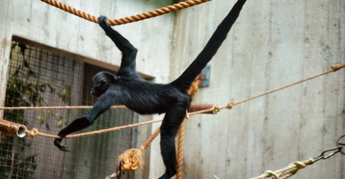 Brown-headed spider monkey (<i>Ateles fusciceps robustus</i>) in Cleveland Metroparks Zoo, Ohio, United States.