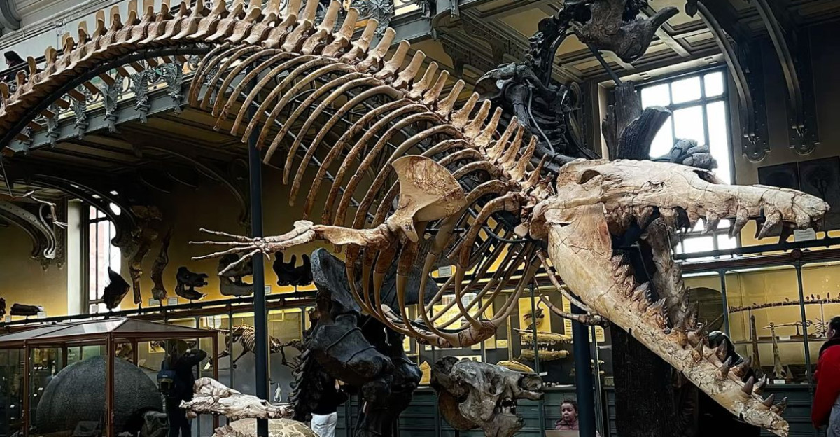 Mosasaurus skeleton by Chris Reed