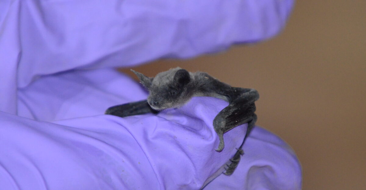 Recently born little brown myotis Myotis lucifugus in maternity colony within Yellowstone National Park