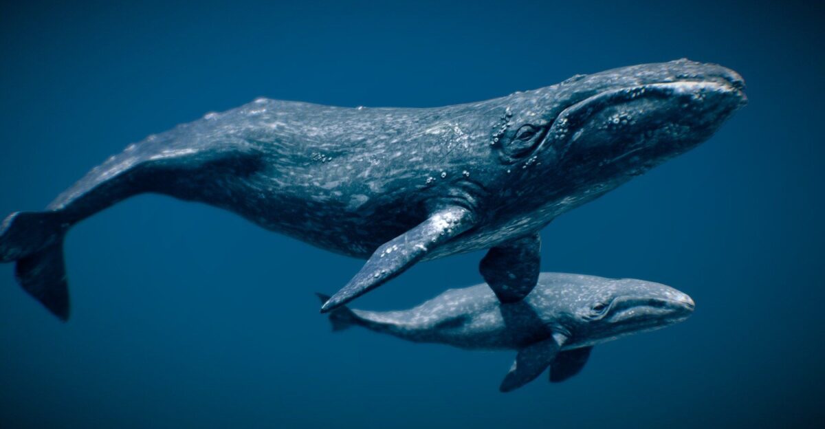 Gray Whale - Buy Royalty Free 3D model by NestaEric by Martha Iserman Art