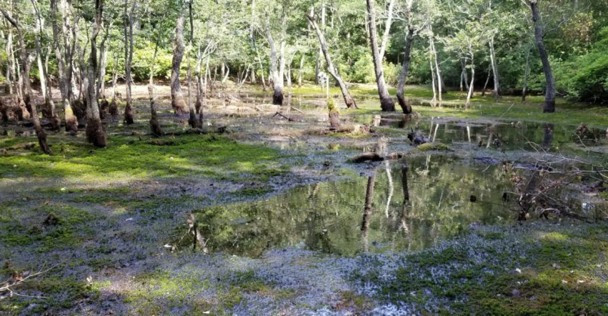 Scientists will research the links between hydrological and carbon dynamics taking place in forested wetlands to better understand the role that these ecosystems play in the export, storage, and emission of carbon. by TJ