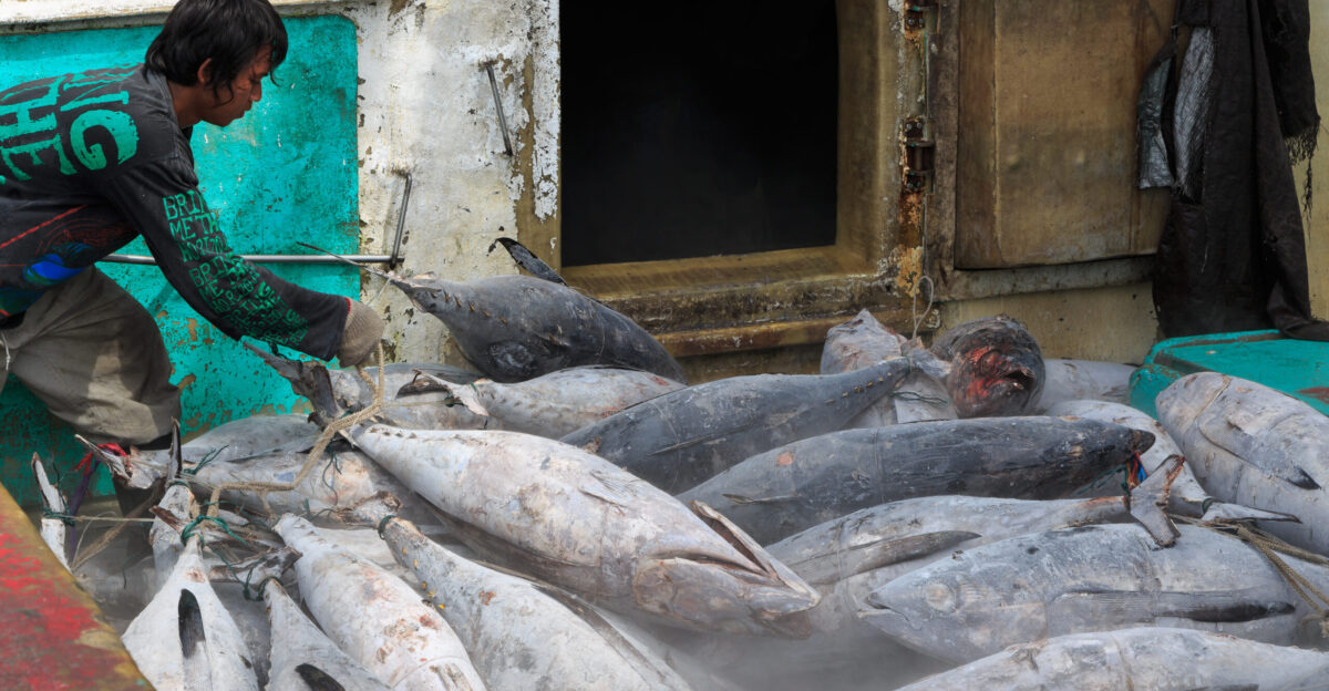 Benoa Bali Indonesia After 20 days on sea the crew of KM Bandar Nelayan is unloading deep frozen tuna in the harbour of Benoa