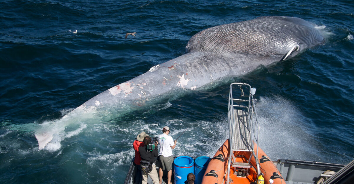 Researchers examine a dead blue whale killed from a collision by a ship Photo Craig Hayslip Oregon State University Marine Mammal Institute