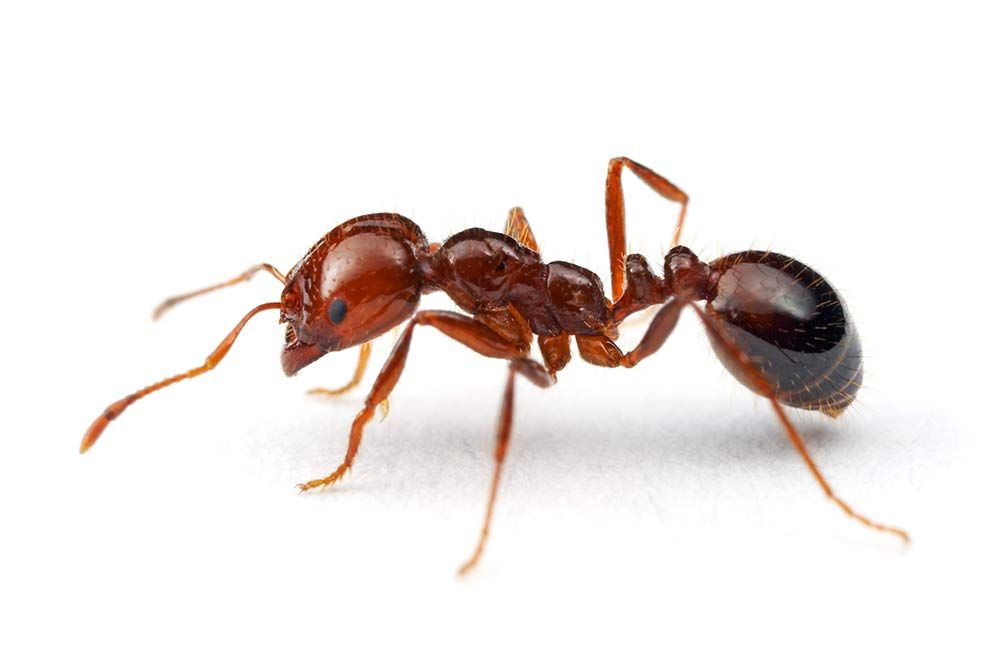 Red Imported Fire Ant Solenposis invicta by Dimitri