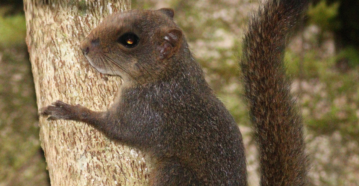 Central American dwarf squirrel Alfaro s pigmy squirrel Microsciurus alfari Costa Rica - Rancho Quemado