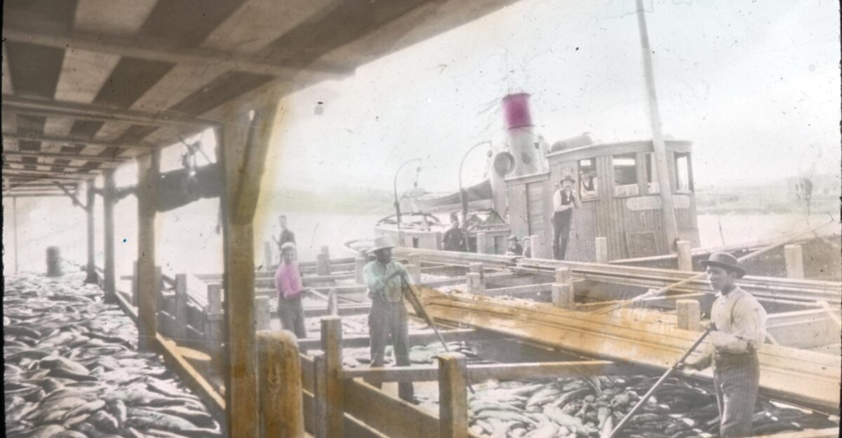 Image Description The salmon industry is one of the greatest resources of Oregon The coastal streams and the Columbia river which is shared with Washington yield wealth to Oregon that reaches several millions of dollars annually This picture is of Chinook Salmon at a Columbia river cannery The value of such an industry to the state can be appreciated when we consider that more than 8 000 persons are actually employed in the fishing industry and more than 40 000 are dependent upon it for support The Columbia River is recognized as the greatest fishing stream in the world From it have been taken during the past 45 years salmon to the value of 125 000 000 dollars Original Collection Visual Instruction Department Lantern Slides Item Number P217 set 007 020 You can find this image by searching for the item number by clicking here Want more You can find more digital resources online We re happy for you to share this digital image within the spirit of The Commons however certain restrictions on high quality reproductions of the original physical version may apply To read more about what no known restrictions means please visit the Special Collections Archives website or contact staff at the OSU Special Collections Archives Research Center for details