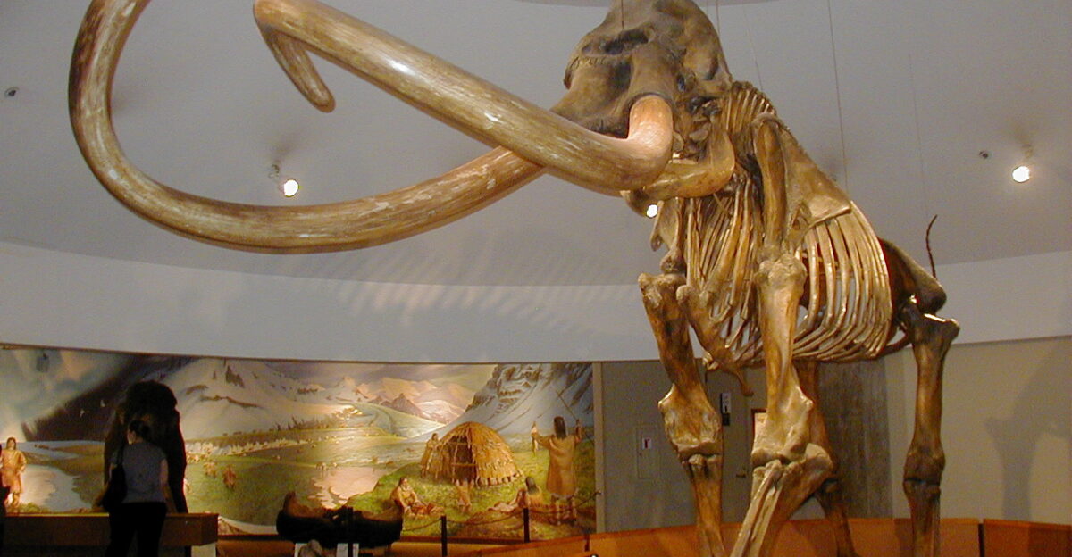 Skeleton of Columbian mammoth Mammuthus columbi in the George C Page Museum at the La Brea Tar Pits Los Angeles California
