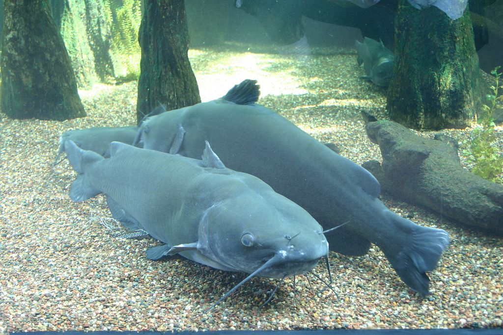 Channel Catfish Ictalurus punctatus by Lin Kerns