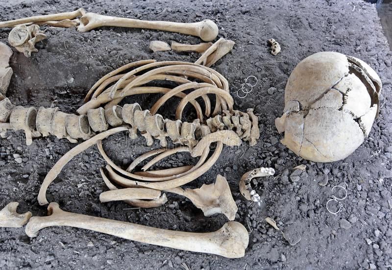 Human Skull and Skeleton Bones Discovered in old grave stock images by Dylan Hayes