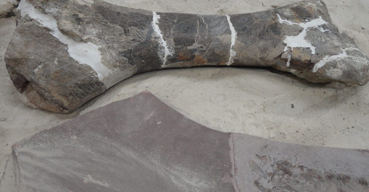 Fossils in the Desert Museum Saltillo Coahuila Mexico