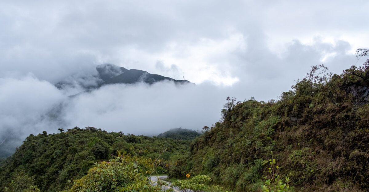 Coffee Origin Peru - Alto Mayo Forest - COOPBAM Cooperative
