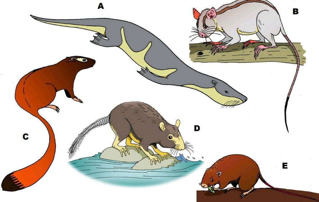 Future rodents by Lucas Fernandes