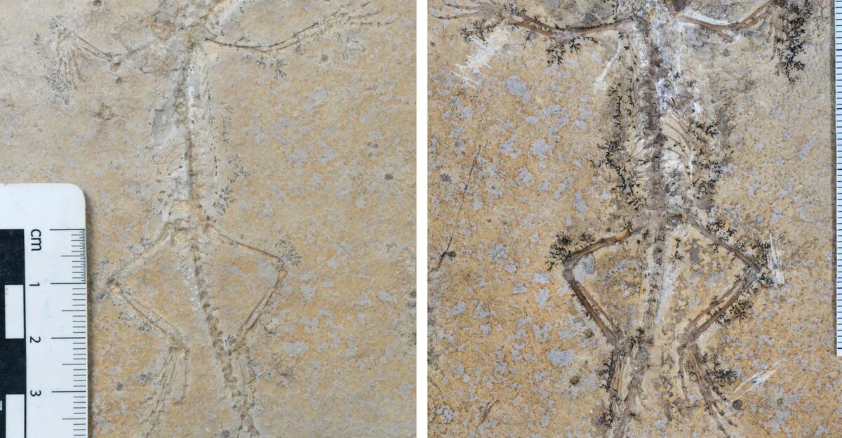 A Paleontologist Matched Two Halves of the Same Fossil Stored at Different Museums-and Discovered a New Species by Michele Kaplan