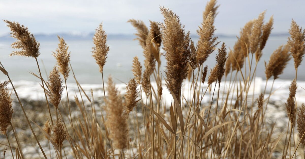 What does the future hold for Utah Lake development ecosystem by Pinterest Preview deseret com