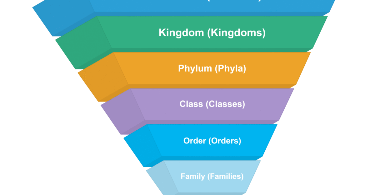 Animal Taxonomy Chart EdrawMax Editable Template by Kelly Witcher